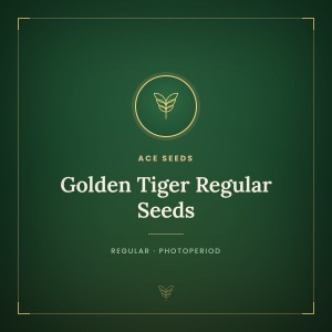 Golden Tiger Regular Seeds Golden Tiger Regular Seeds