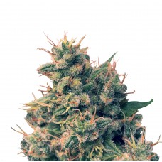 Guawi Regular Seeds Guawi Regular Seeds
