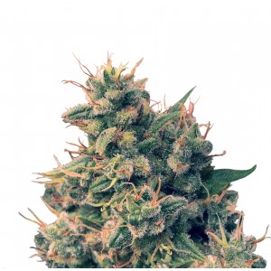 Guawi Regular Seeds