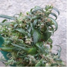 Hokkaido Japan Hemp Regular Seeds Hokkaido Japan Hemp Regular Seeds