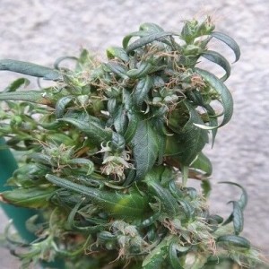 Hokkaido Japan Hemp Regular Seeds Hokkaido Japan Hemp Regular Seeds