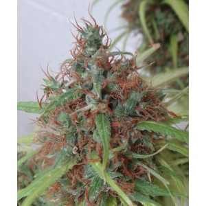 Honduras Regular Seeds Honduras Regular Seeds