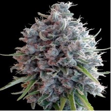 Killer A5 Haze Feminised Seeds