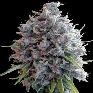 Killer A5 Haze Feminised Seeds Killer A5 Haze Feminised Seeds