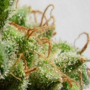 Malawi Feminised Seeds Malawi Feminised Seeds
