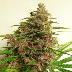 Malawi x PCK Feminised Seeds Malawi x PCK Feminised Seeds