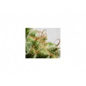 Malawi Regular Seeds Malawi Regular Seeds