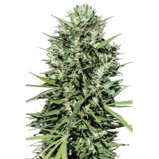 Morocco Beldia Kif Feminised Seeds Morocco Beldia Kif Feminised Seeds