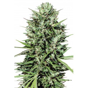 Morocco Beldia Kif Feminised Seeds