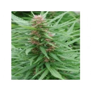 Ace Mix Feminised Seeds Ace Mix Feminised Seeds