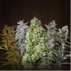 ACE Mix Regular Seeds ACE Mix Regular Seeds