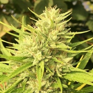 Malawi x Panama Feminised Seeds Malawi x Panama Feminised Seeds