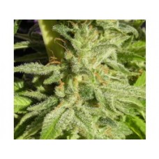 Orient Express Feminised Seeds Orient Express Feminised Seeds
