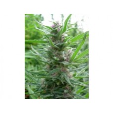Panama Feminised Seeds