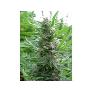 Panama Feminised Seeds Panama Feminised Seeds