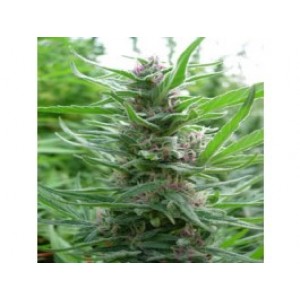 Panama Regular Seeds Panama Regular Seeds