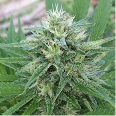 Panama x Bangi Haze Feminised Seeds
