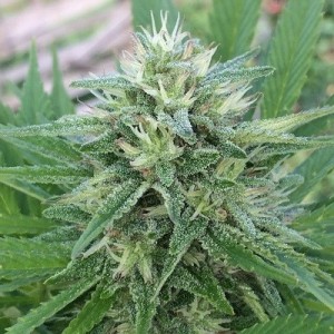 Panama x Bangi Haze Feminised Seeds Panama x Bangi Haze Feminised Seeds