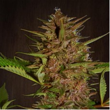 Pakistan Chitral Kush Regular Seeds Pakistan Chitral Kush Regular Seeds