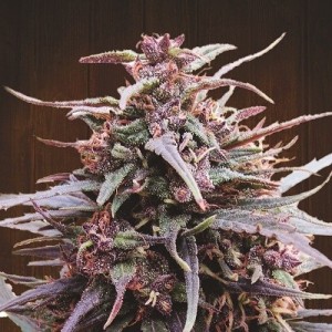 Purple Haze x Malawi Regular Seeds Purple Haze x Malawi Regular Seeds