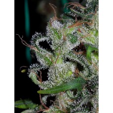Zamaldelica Feminised Seeds