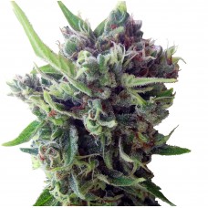 Zamaldelica Auto Feminised Seeds