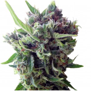 Zamaldelica Auto Feminised Seeds Zamaldelica Auto Feminised Seeds