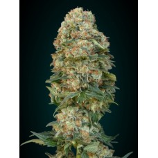 Afghan Skunk Feminised Seeds Afghan Skunk Feminised Seeds