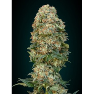 Afghan Skunk Feminised Seeds Afghan Skunk Feminised Seeds