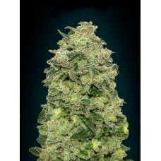 Afghan Skunk Auto Feminised Seeds Afghan Skunk Auto Feminised Seeds