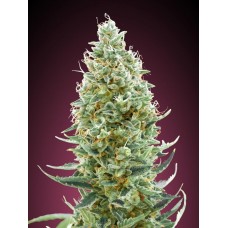 Amnesia FAST Feminised Seeds Amnesia FAST Feminised Seeds