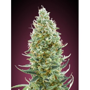 Amnesia FAST Feminised Seeds Amnesia FAST Feminised Seeds