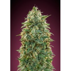 Amnesia Feminised Seeds Amnesia Feminised Seeds