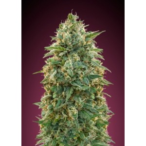 Amnesia Feminised Seeds Amnesia Feminised Seeds