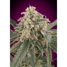 Amnesia XXL Auto Feminised Seeds Amnesia XXL Auto Feminised Seeds