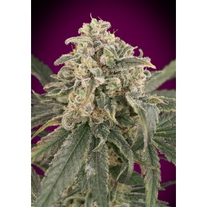 Amnesia XXL Auto Feminised Seeds Amnesia XXL Auto Feminised Seeds