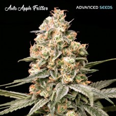 Apple Fritter Auto Feminised Seeds Apple Fritter Auto Feminised Seeds