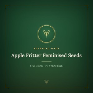 Apple Fritter Feminised Seeds