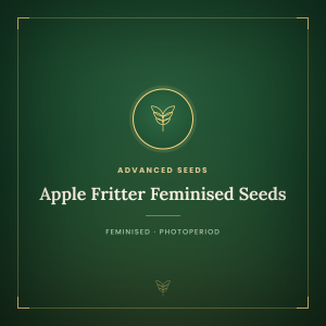 Apple Fritter Feminised Seeds