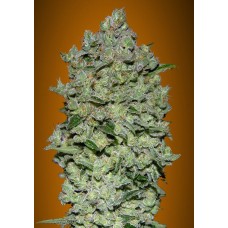 Biodiesel Mass XXL Auto Feminised Seeds Biodiesel Mass XXL Auto Feminised Seeds