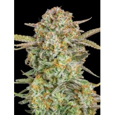 Bruce Banner XXL Auto Feminised Seeds Bruce Banner XXL Auto Feminised Seeds