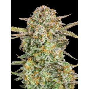 Bruce Banner XXL Auto Feminised Seeds Bruce Banner XXL Auto Feminised Seeds