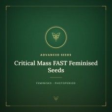 Critical Mass FAST Feminised Seeds Critical Mass FAST Feminised Seeds