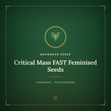 Critical Mass FAST Feminised Seeds Critical Mass FAST Feminised Seeds