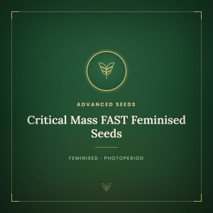 Critical Mass FAST Feminised Seeds Critical Mass FAST Feminised Seeds