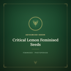 Critical Lemon Feminised Seeds Critical Lemon Feminised Seeds