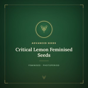 Critical Lemon Feminised Seeds