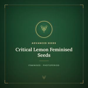 Critical Lemon Feminised Seeds Critical Lemon Feminised Seeds