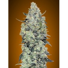 Critical Mass Auto Feminised Seeds Critical Mass Auto Feminised Seeds