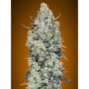 Critical Mass Auto Feminised Seeds Critical Mass Auto Feminised Seeds